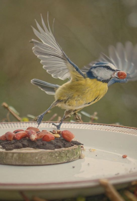 Bird perched on a bird feeder with seeds, blurred green background