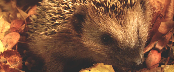 a hedgehog in autumn leaves . Build a home for a hedgehog with your children to help this little creature the British Hedgehog. Help prevent this species from becoming extinct.