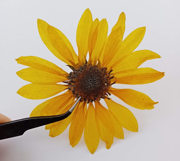 Flower pressing - tips for successful pressed flower projects
