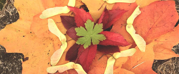 A beautiful display of autumn leaves arranged in a pattern of natural art