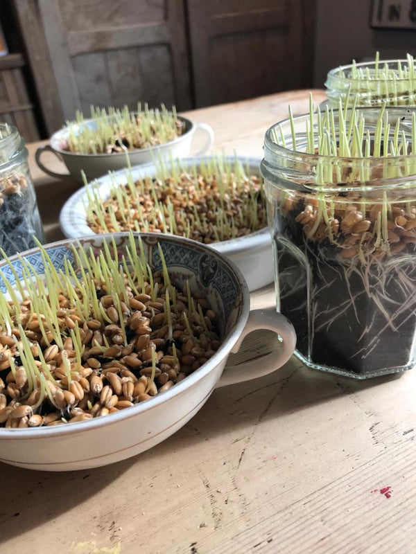 Wheatgrass containers