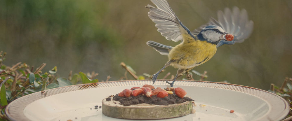Bird perched on a plate with food, blurred natural background